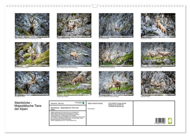 Produktbild: Steinb&ouml;cke - Majest&auml;tische Tiere der Alpen (Wandkalender 2026 DIN A2 quer), CALVENDO Monatskalender