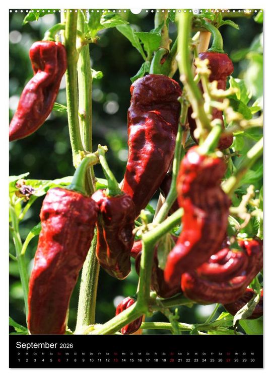 Produktbild: Chilis - H&ouml;llisch scharfe Fr&uuml;chtchen (Wandkalender 2026 DIN A2 hoch), CALVENDO Monatskalender