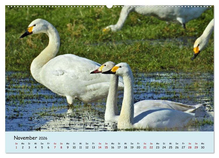 Produktbild: Faszination Zugv&ouml;gel - Rekorde in der Vogelwelt (Wandkalender 2026 DIN A2 quer), CALVENDO Monatskalender