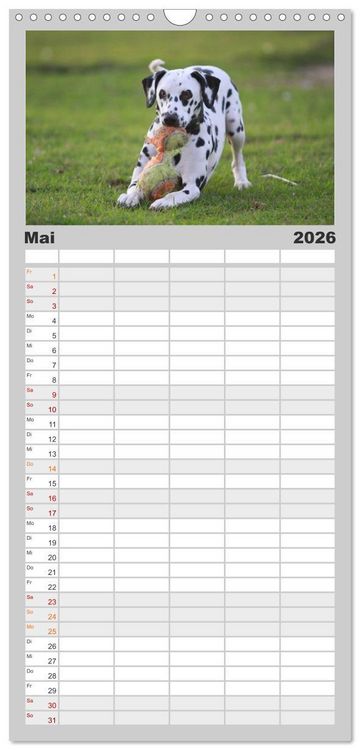 Produktbild: Familienplaner 2026 - Gefleckte Freunde - Hunderasse Dalmatiner mit 5 Spalten (Wandkalender, 21 x 45 cm) CALVENDO