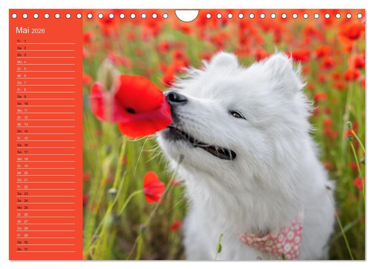 Produktbild: Hunde im Fokus (Wandkalender 2026 DIN A4 quer), CALVENDO Monatskalender