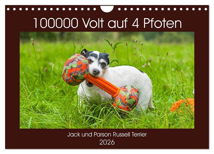 Produktbild: 100000 Volt auf vier Pfoten - Jack und Parson Russell Terrier (Wandkalender 2026 DIN A4 quer), CALVENDO Monatskalender