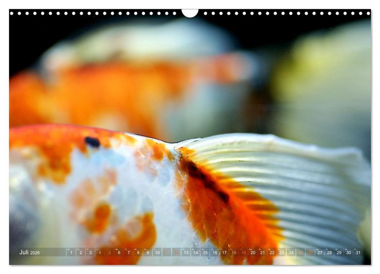 Produktbild: Goldfischportraits (Wandkalender 2026 DIN A3 quer), CALVENDO Monatskalender