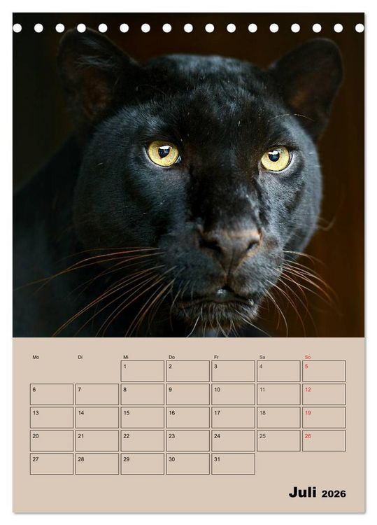 Produktbild: Gro&szlig;katzen. Raubkatzengesichter (Tischkalender 2026 DIN A5 hoch), CALVENDO Monatskalender