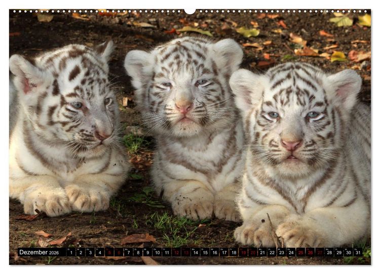 Produktbild: GROSSKATZEN GANZ KLEIN (Wandkalender 2026 DIN A2 quer), CALVENDO Monatskalender
