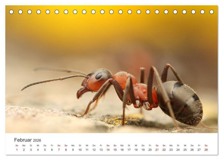 Produktbild: Der etwas andere Blickwinkel (Tischkalender 2026 DIN A5 quer), CALVENDO Monatskalender
