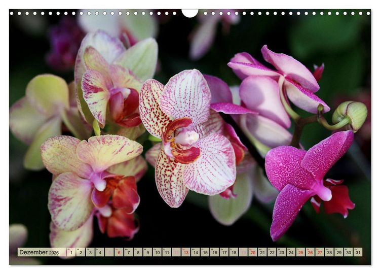 Produktbild: Beliebte Orchideen (Wandkalender 2026 DIN A3 quer), CALVENDO Monatskalender