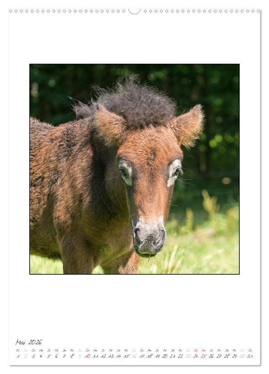 Produktbild: Nachwuchs bei den Islandpferden (hochwertiger Premium Wandkalender 2026 DIN A2 hoch), Kunstdruck in Hochglanz