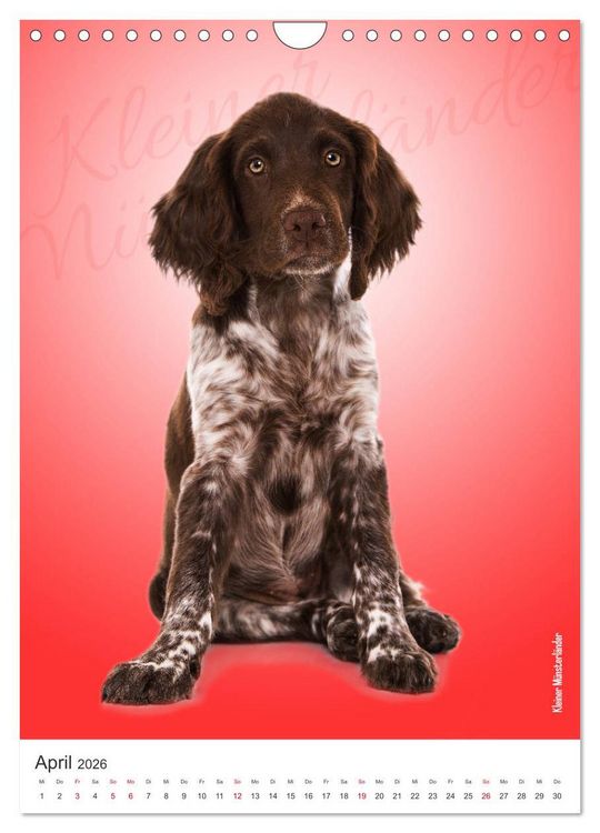 Produktbild: Kunterbunte Hundewelpen (Wandkalender 2026 DIN A4 hoch), CALVENDO Monatskalender