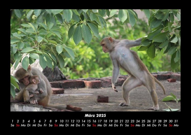 Produktbild: Welt der Affen 2025 Fotokalender DIN A3