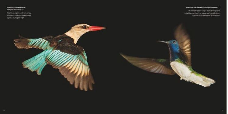 Produktbild: Vogelreich