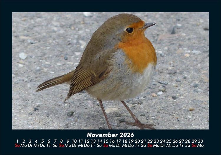 Produktbild: Welt der V&ouml;gel 2026 Fotokalender DIN A5