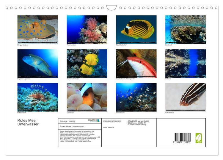 Produktbild: Rotes Meer Unterwasser (Wandkalender 2026 DIN A3 quer), CALVENDO Monatskalender