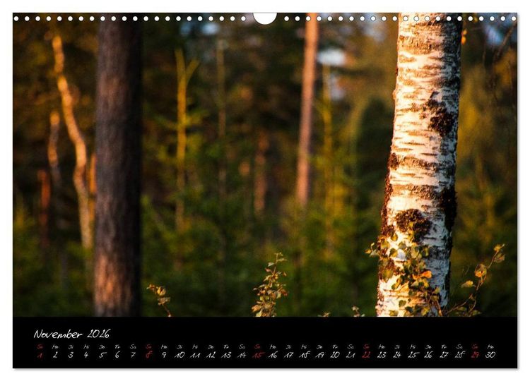 Produktbild: Wald (Wandkalender 2026 DIN A3 quer), CALVENDO Monatskalender