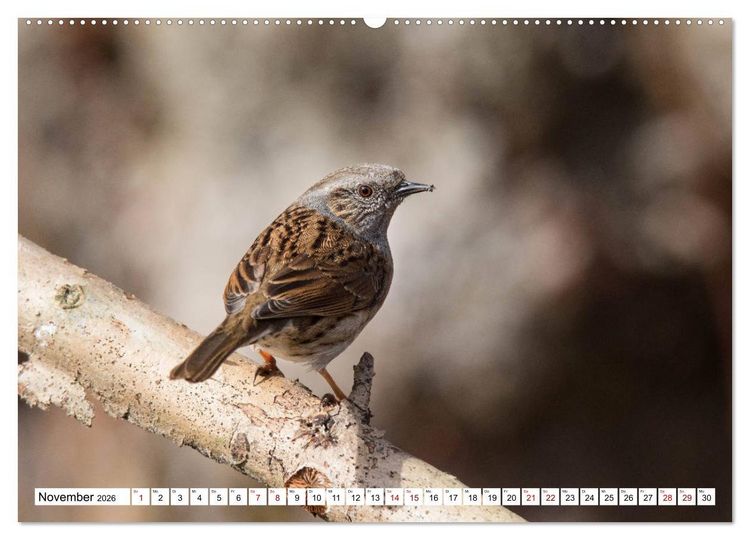 Produktbild: Sch&ouml;nheiten im Federkleid - Heimische Wildv&ouml;gel im Portrait (Wandkalender 2026 DIN A2 quer), CALVENDO Monatskalender