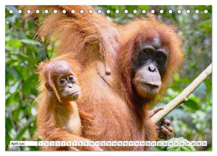 Produktbild: Die letzten freilebenden Orang Utans (Tischkalender 2026 DIN A5 quer), CALVENDO Monatskalender