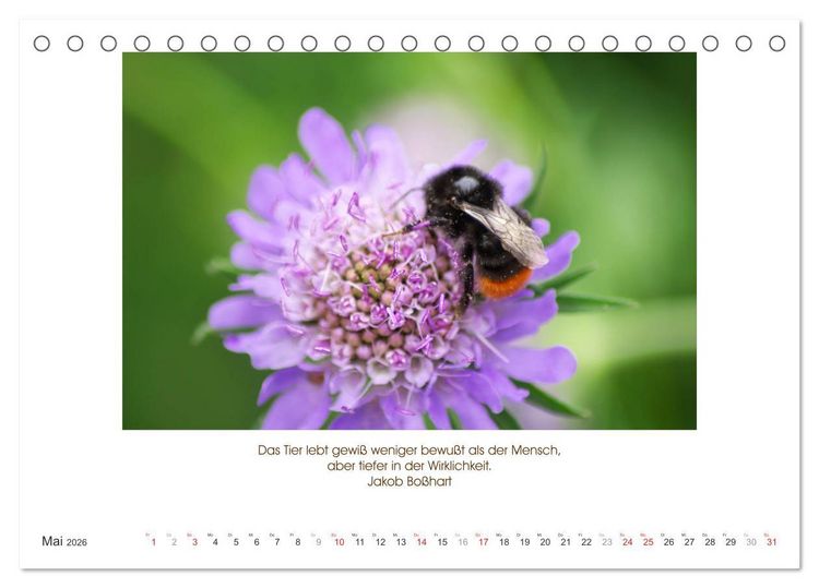 Produktbild: Der Tierkalender mit Zitaten, Weisheiten und Spr&uuml;chen (Tischkalender 2026 DIN A5 quer), CALVENDO Monatskalender