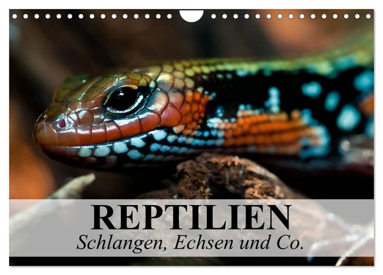 Produktbild: Reptilien Schlangen, Echsen und Co. (Wandkalender 2026 DIN A4 quer), CALVENDO Monatskalender