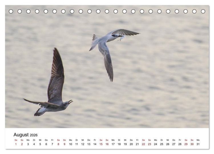 Produktbild: M&ouml;wen am Meer (Tischkalender 2026 DIN A5 quer), CALVENDO Monatskalender