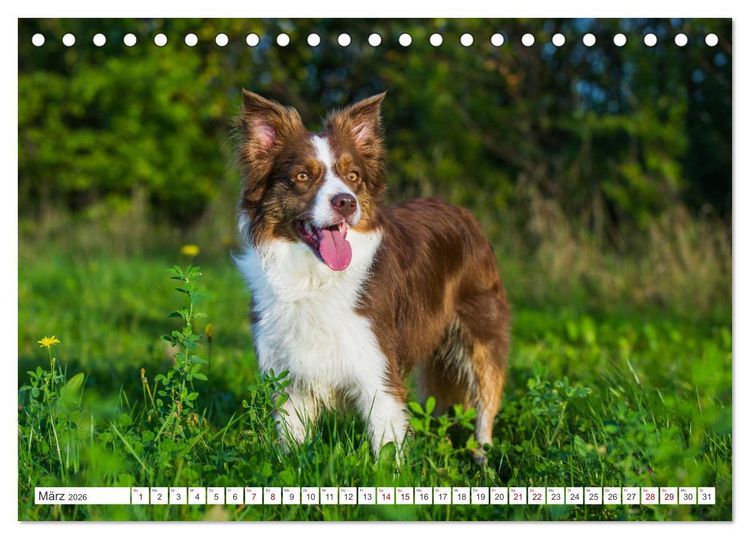 Produktbild: Border Collie - Das Universalgenie unter den Hunden (Tischkalender 2026 DIN A5 quer), CALVENDO Monatskalender