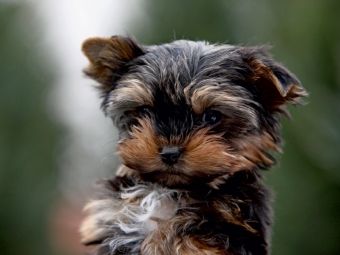 Produktbild: CALVENDO Puzzle Yorkshire-Terrier Welpe | 1000 Teile Lege-Gr&ouml;&szlig;e 64x48cm Foto-Puzzle f&uuml;r gl&uuml;ckliche Stunden