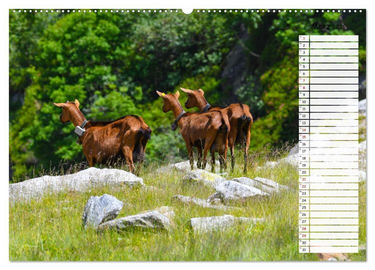 Produktbild: Ziegenfreude (hochwertiger Premium Wandkalender 2026 DIN A2 quer), Kunstdruck in Hochglanz