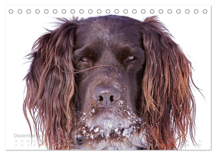 Produktbild: Faszination Jagdhund - Kleiner M&uuml;nsterl&auml;nder (Tischkalender 2026 DIN A5 quer), CALVENDO Monatskalender