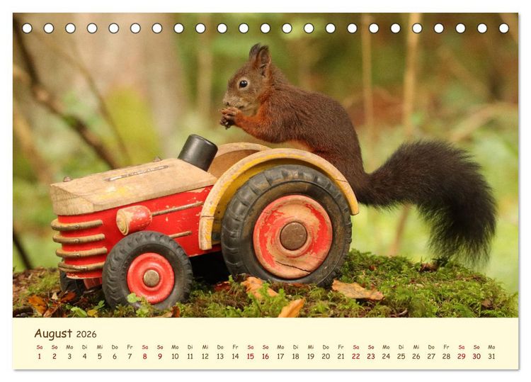 Produktbild: Eichh&ouml;rnchen - zauberhaft verspielt (Tischkalender 2026 DIN A5 quer), CALVENDO Monatskalender
