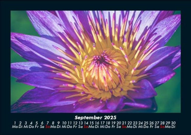 Produktbild: Blumentr&auml;ume 2025 Fotokalender DIN A5