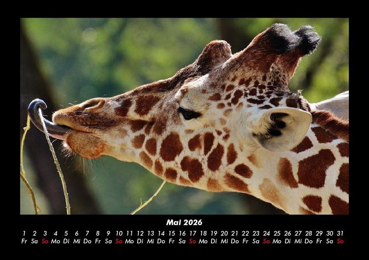 Produktbild: Giraffen 2026 Fotokalender DIN A3