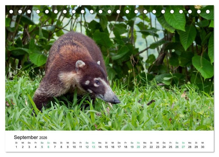 Produktbild: Costa Rica - Tropische Tierwelt (Tischkalender 2026 DIN A5 quer), CALVENDO Monatskalender