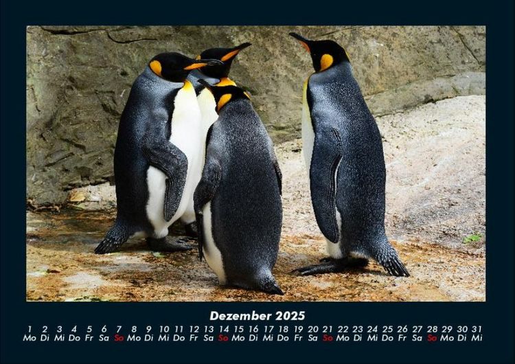 Produktbild: Pinguine & Eisb&auml;ren 2025 Fotokalender DIN A4