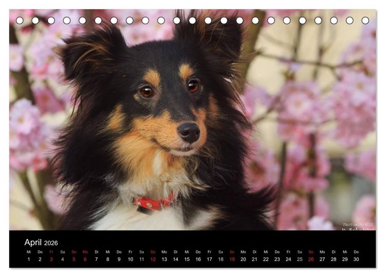 Produktbild: Shelties 2026 (Tischkalender 2026 DIN A5 quer), CALVENDO Monatskalender