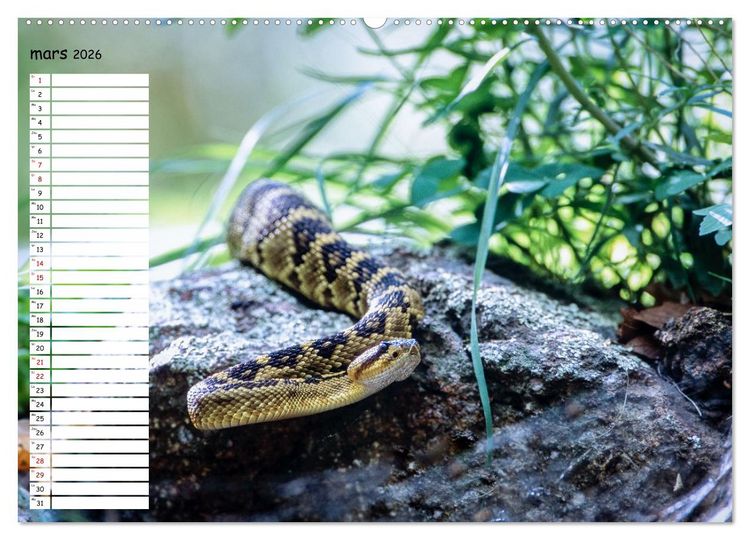 Produktbild: Arizona, une rencontre avec la nature (Calendrier mural 2026 DIN A2 vertical) calendrier de bureau
