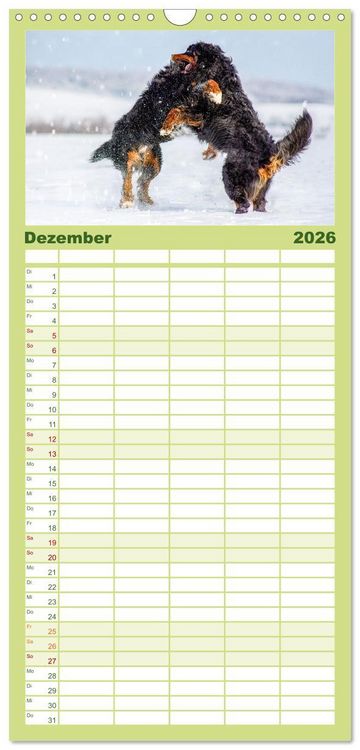 Produktbild: Familienplaner 2026 - Berner Sennenhunde - Traumhunde mit Charme mit 5 Spalten (Wandkalender, 21 x 45 cm) CALVENDO