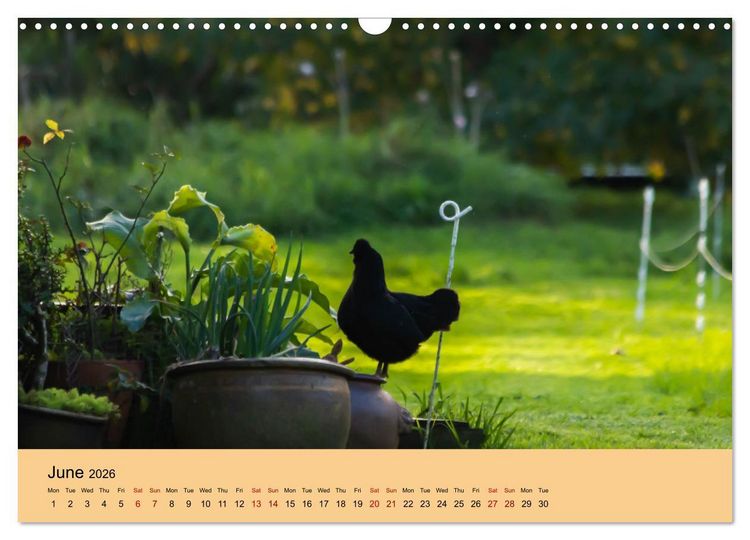 Produktbild: Our farm animals (Wall Calendar 2026 DIN A3 landscape), CALVENDO 12 Month Wall Calendar