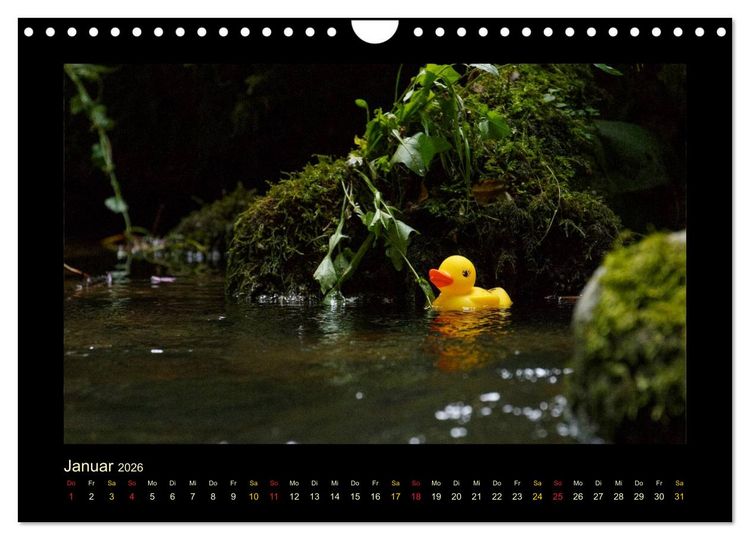 Produktbild: Enten-Rennen (Wandkalender 2026 DIN A4 quer), CALVENDO Monatskalender