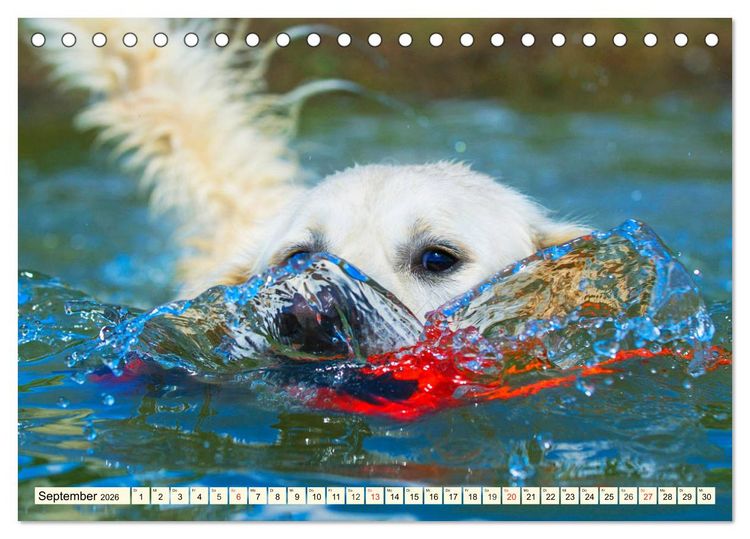 Produktbild: Golden Retriever - Freunde auf 4 Pfoten (Tischkalender 2026 DIN A5 quer), CALVENDO Monatskalender