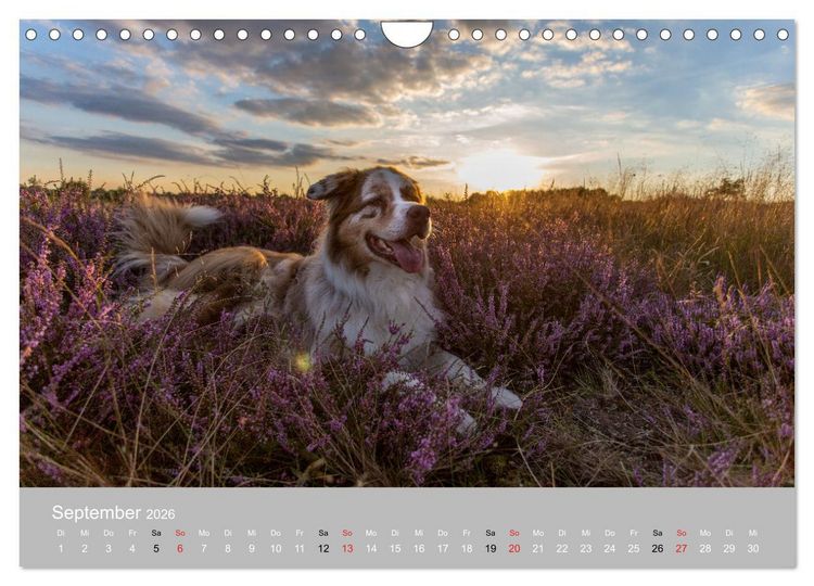 Produktbild: Australian Shepherd 2026 (Wandkalender 2026 DIN A4 quer), CALVENDO Monatskalender