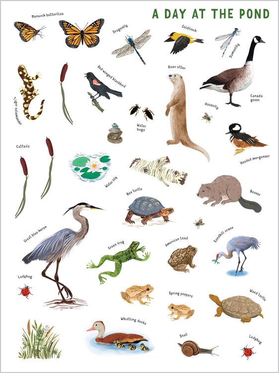 Produktbild: Backpack Explorer Stickers: Nature Adventure