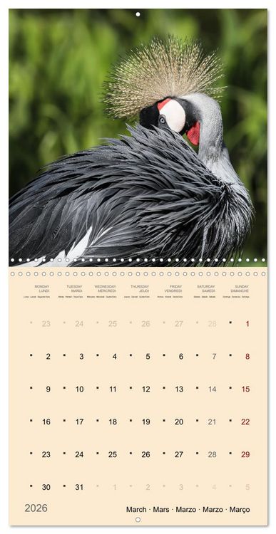 Produktbild: Portraits d'oiseaux des beaut&eacute;s plumeuses (Calendrier mural carr&eacute; 2026 30x30 cm) Calendrier double avec une page pour vos prises de notes