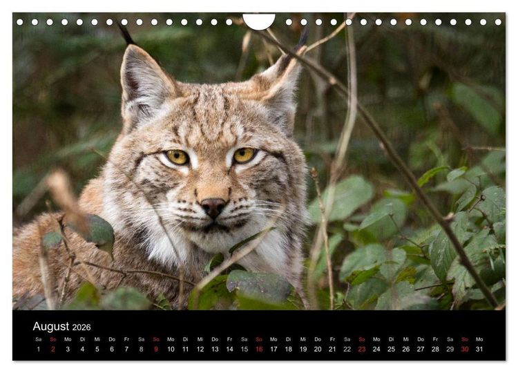 Produktbild: Luchse - Europas gr&ouml;&szlig;te Katzen (Wandkalender 2026 DIN A4 quer), CALVENDO Monatskalender