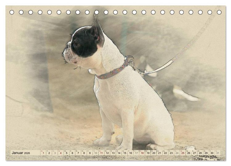 Produktbild: Franz&ouml;sische Bulldoggen 2026 (Tischkalender 2026 DIN A5 quer), CALVENDO Monatskalender