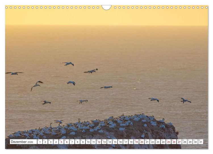 Produktbild: Basst&ouml;lpel - Helgolands faszinierende V&ouml;gel (Wandkalender 2026 DIN A3 quer), CALVENDO Monatskalender