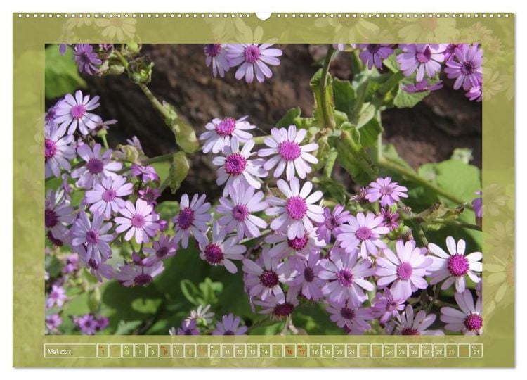 Produktbild: Wundersame Kanarenflora (Wandkalender 2027 DIN A2 quer), CALVENDO Monatskalender