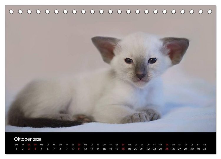Produktbild: Orientalische Katzen (Tischkalender 2026 DIN A5 quer), CALVENDO Monatskalender