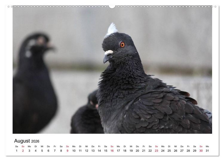 Produktbild: Geliebte Tauben (hochwertiger Premium Wandkalender 2026 DIN A2 quer), Kunstdruck in Hochglanz