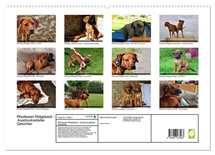 Produktbild: Rhodesian Ridgeback - Ausdrucksstarke Gesichter (hochwertiger Premium Wandkalender 2026 DIN A2 quer), Kunstdruck in Hochglanz