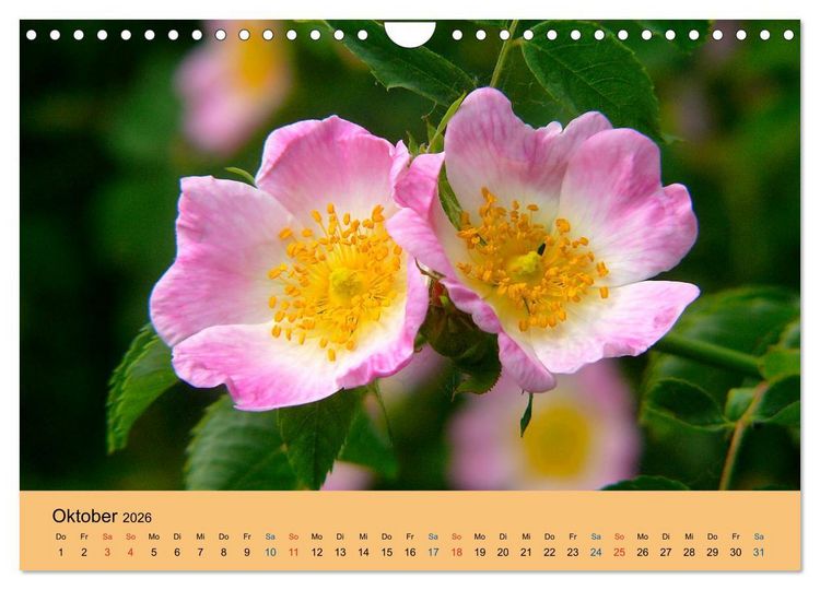 Produktbild: Wildblumen 2026 (Wandkalender 2026 DIN A4 quer), CALVENDO Monatskalender