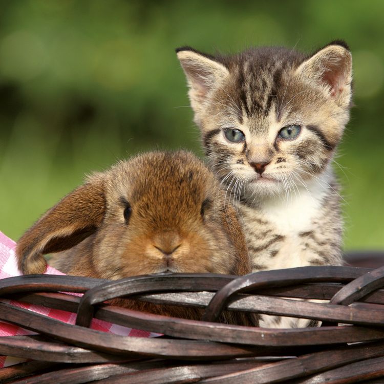 Produktbild: Kleine Freunde / Little Friends 2027